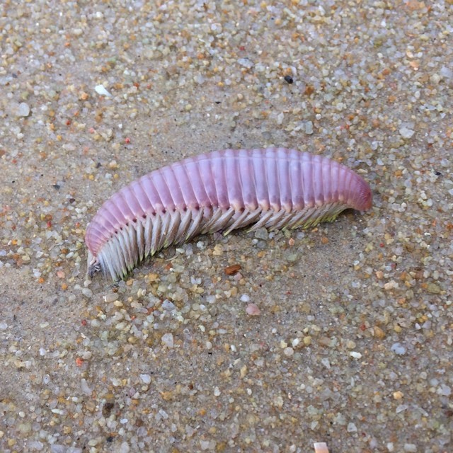 a pink insect that is laying on the ground