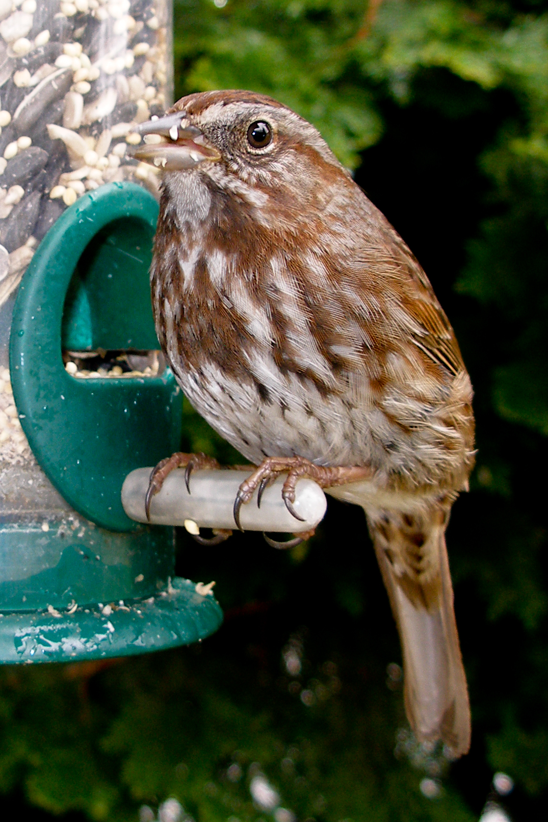 a little bird is standing on a green bird feeder