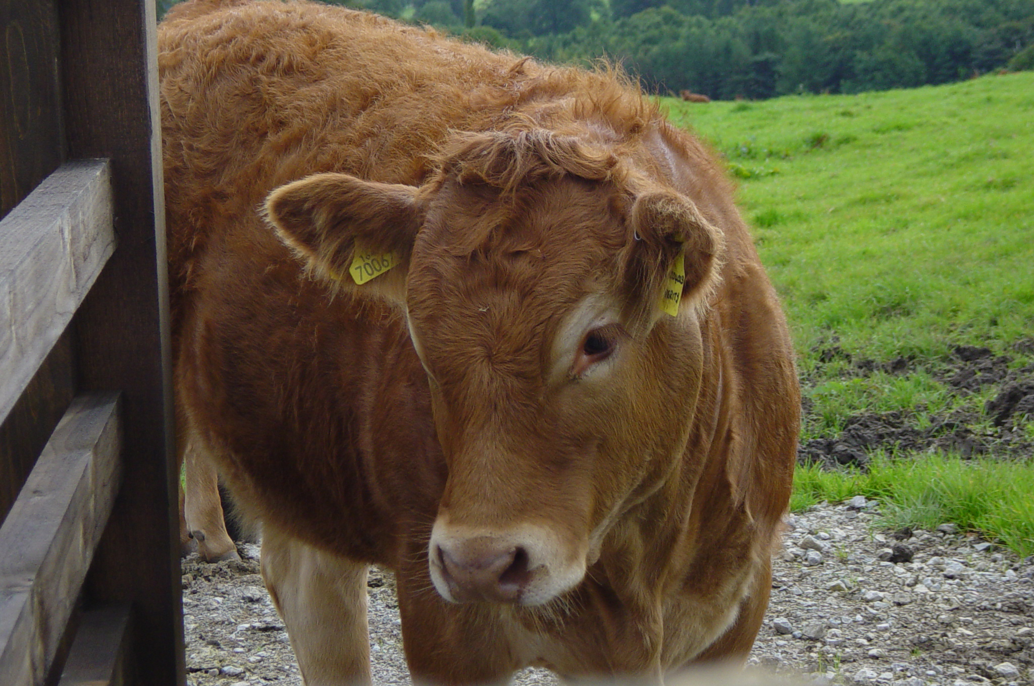 a brown cow with tagged ears standing in front of a barn