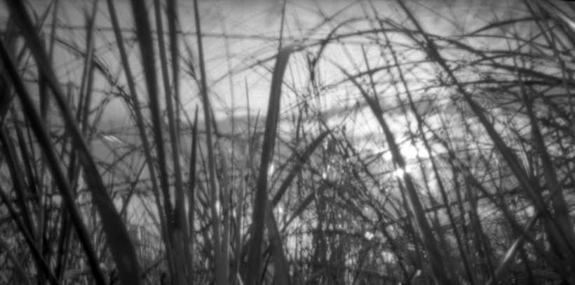 a black and white po with tall grass