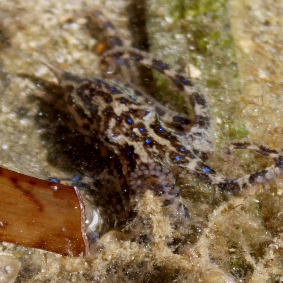 a small animal hiding under the rocks in the water