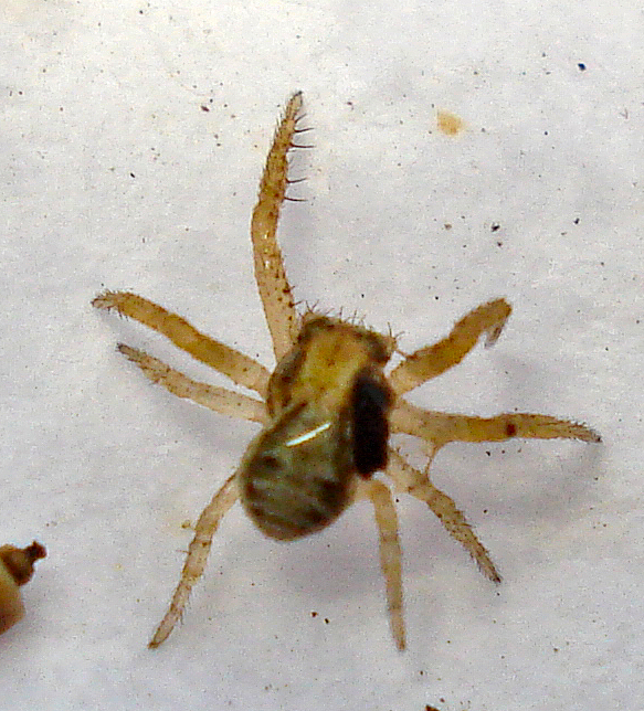 a spider crawling on a wall next to a small animal