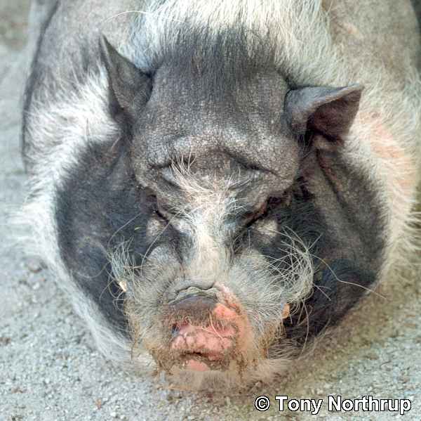 a big pig is laying on a concrete surface