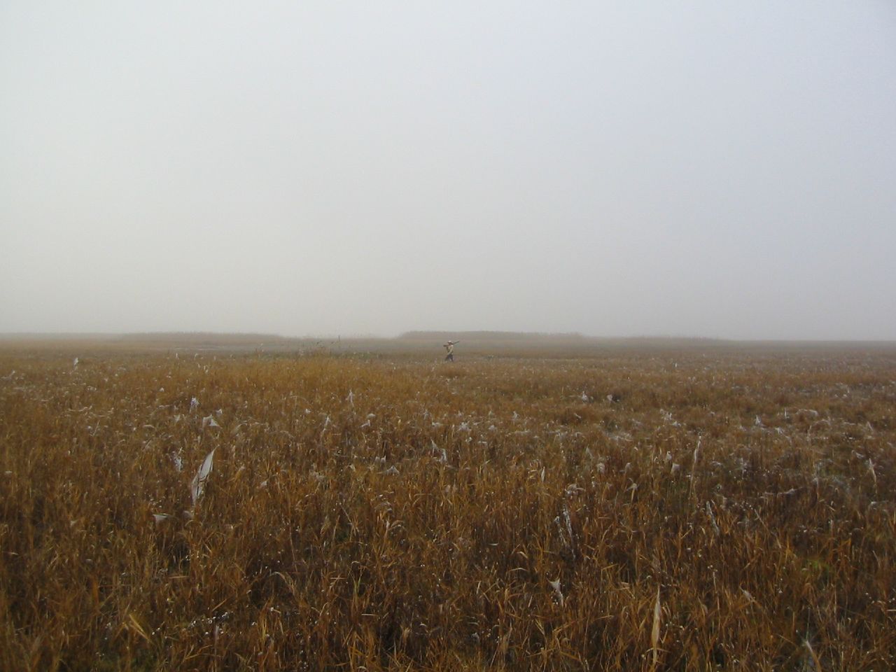 an open field on a hazy day with birds