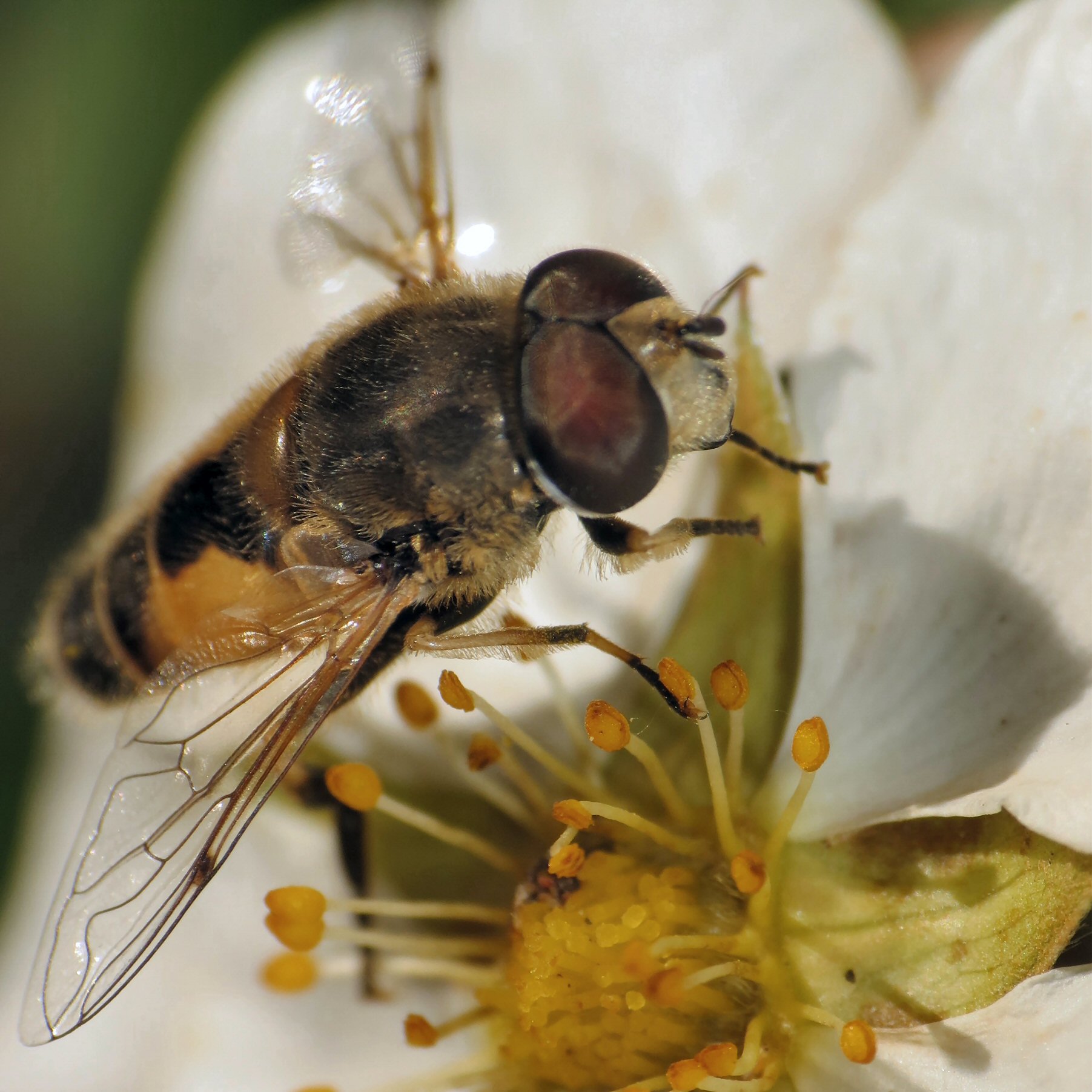 a bee with a long antennae sitting on a white flower