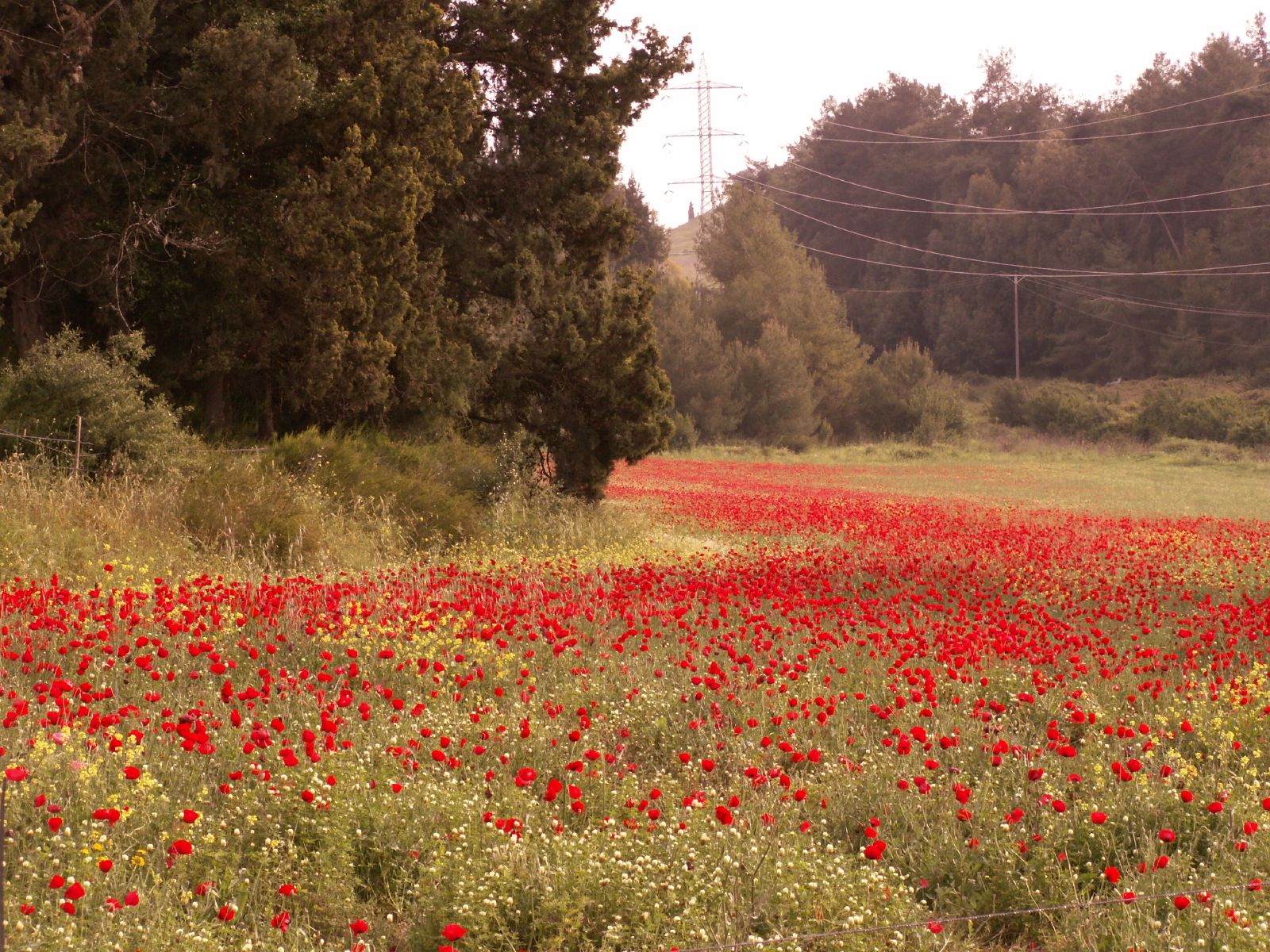 red poppies are growing in a field near a telephone pole