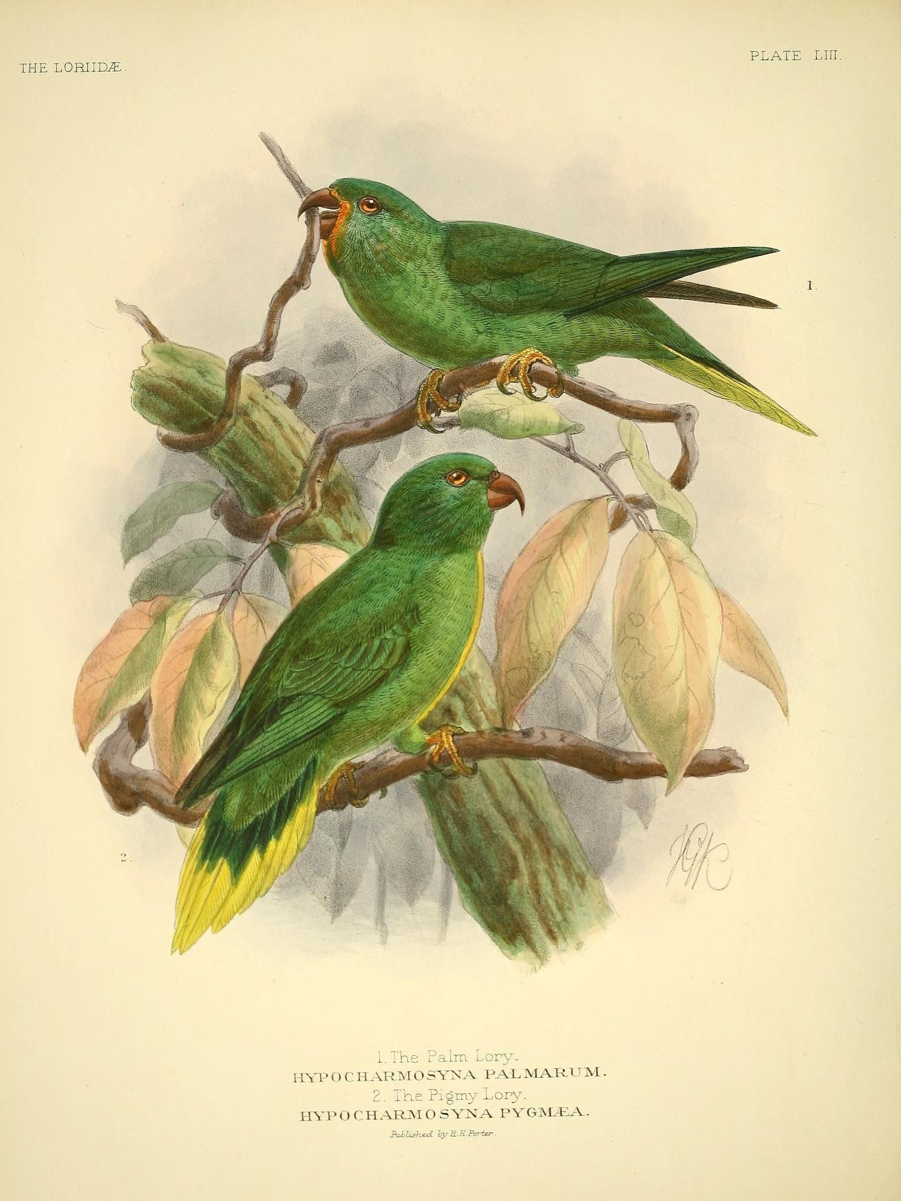 an old antique illustration of two green birds