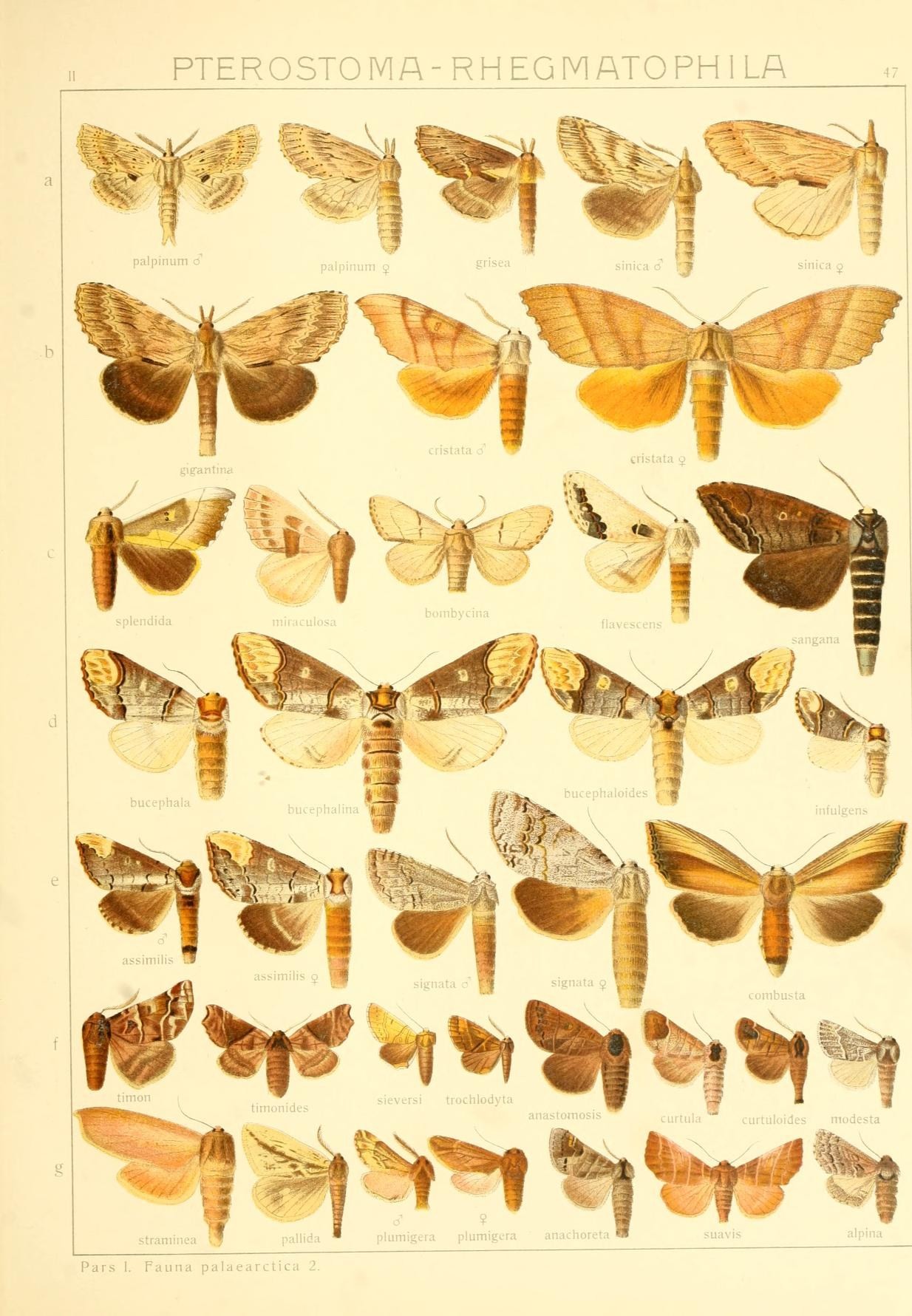 a print from the museum's erflies collection