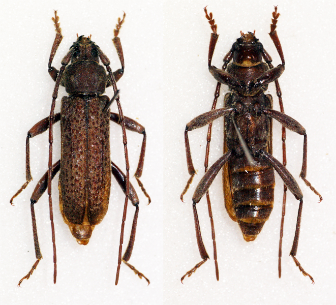 two images of the same beetle that is brown with a black pattern