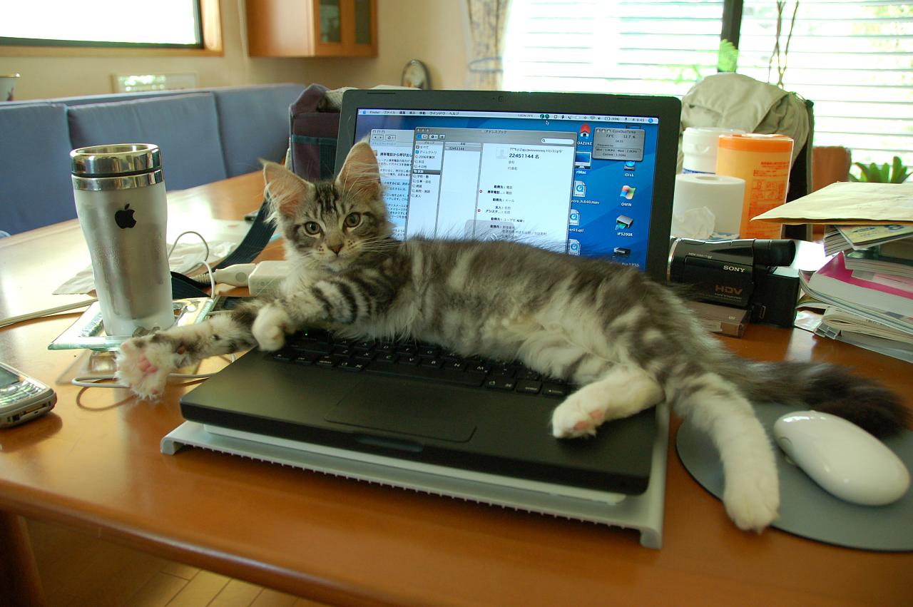 a cat on a desk on top of a laptop computer