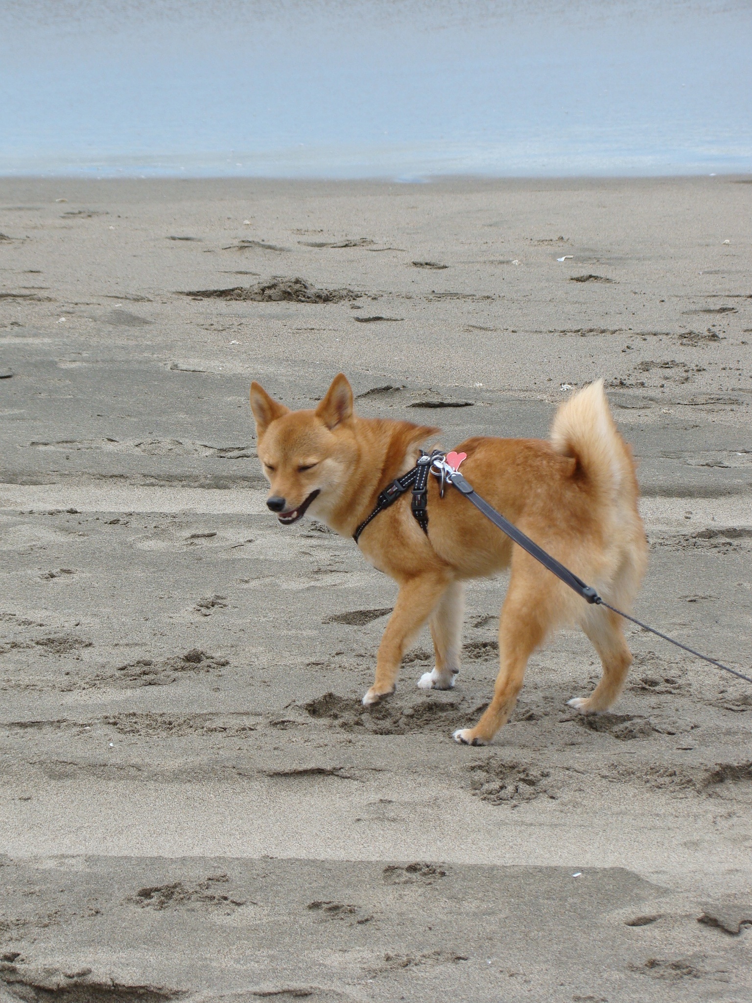 a brown dog with a leash walking on the beach