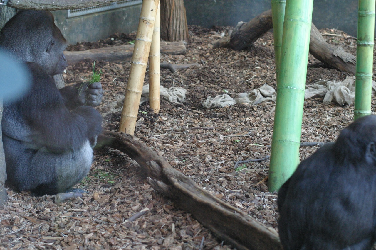 two small gray and black animals in an exhibit