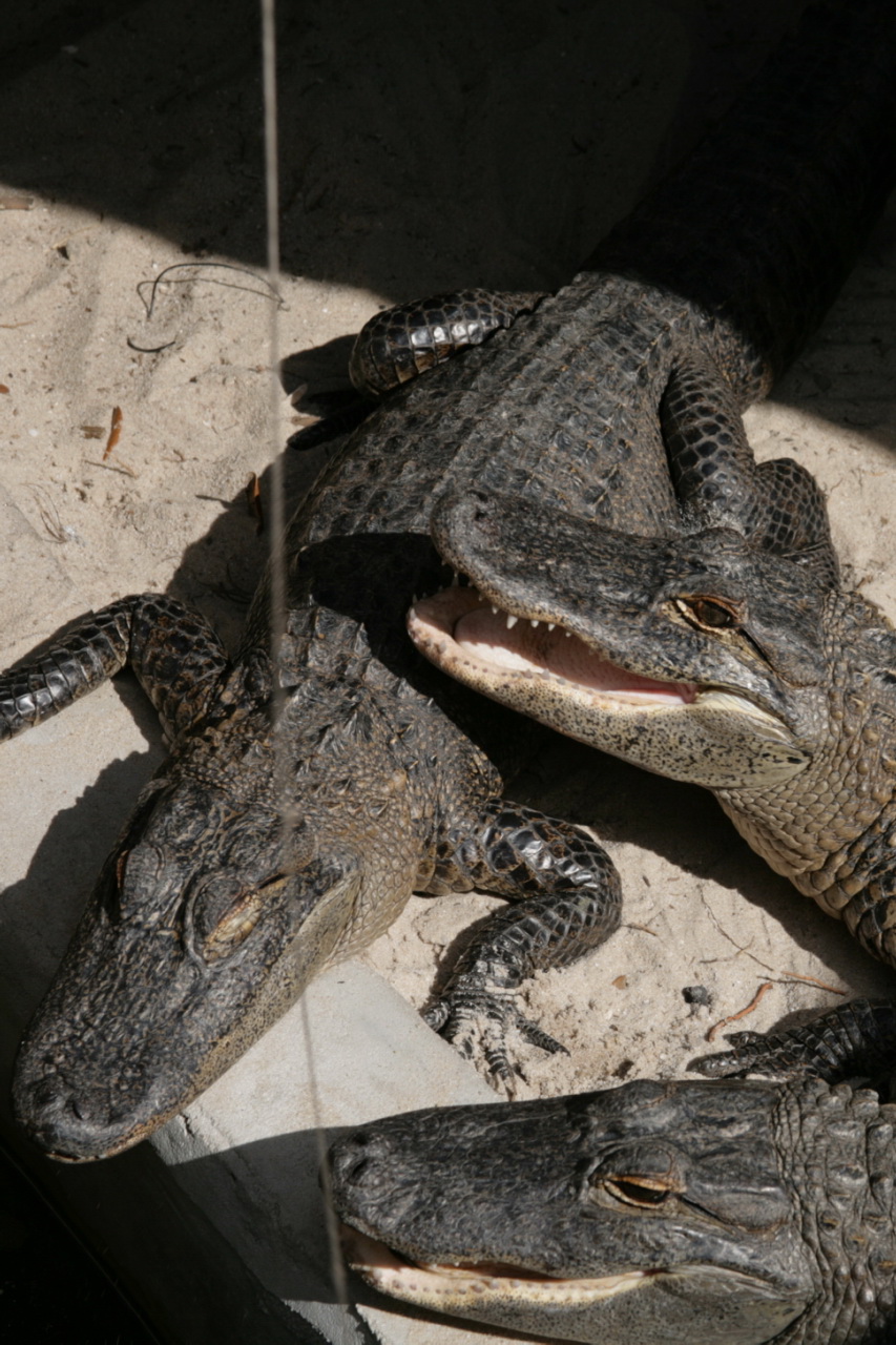 two large alligators lying in a small container