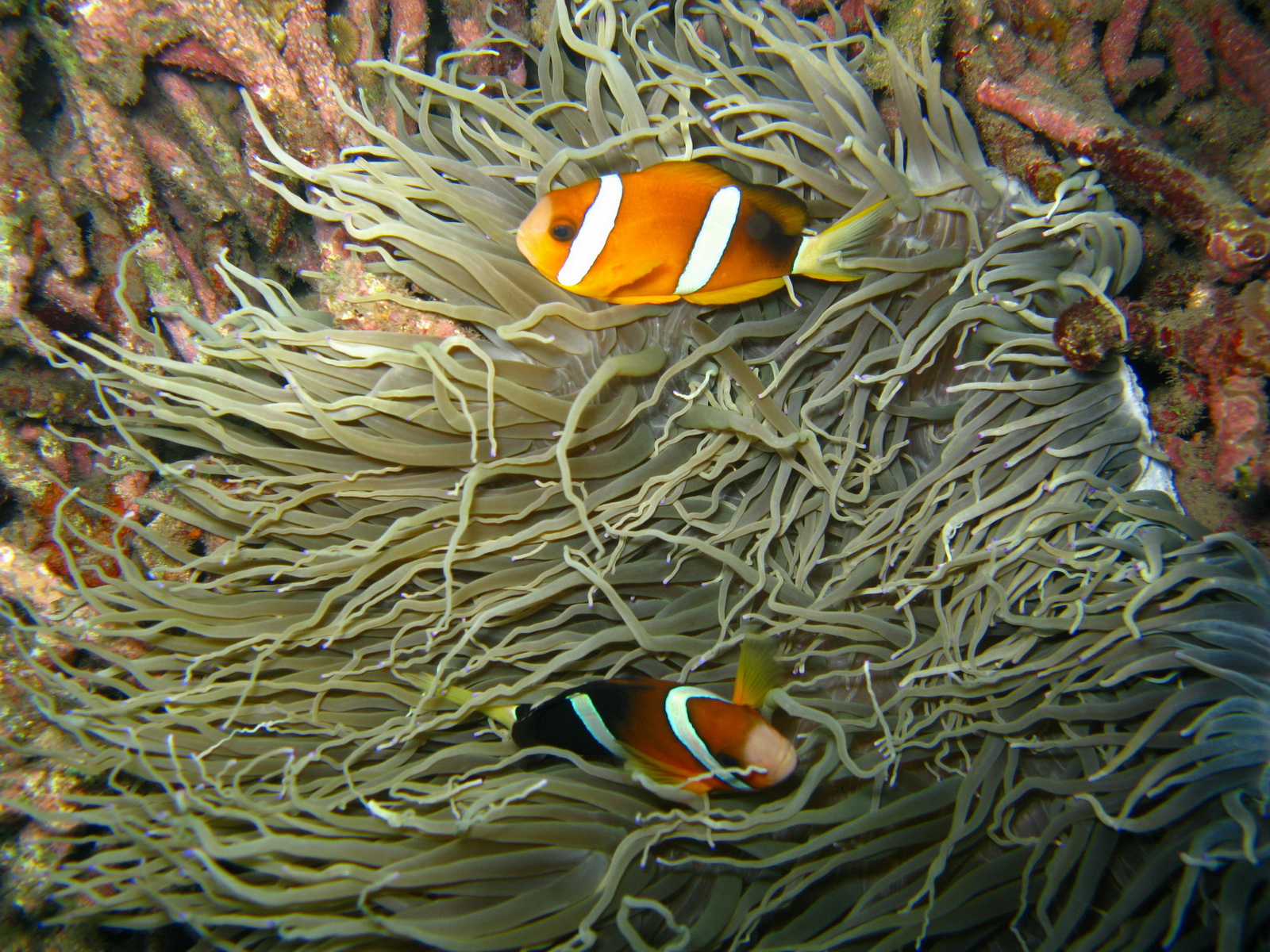 two clown fish in an orange sea anemone, in the coral