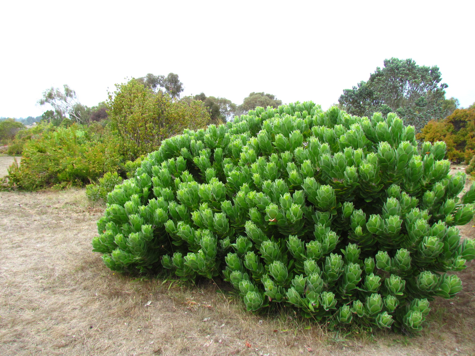 an evergreen plant sits in the grass near a pathway