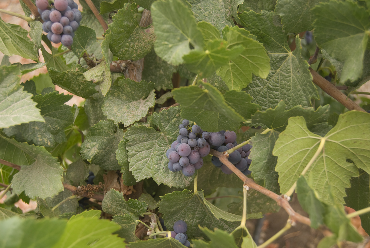 small clusters of blue gs are hanging on the vine