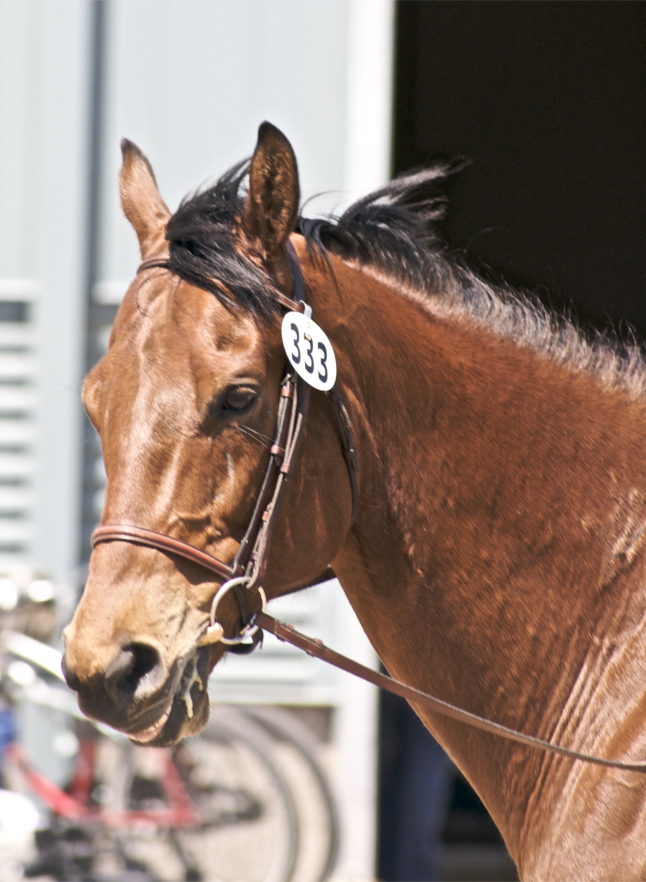 a close up of a brown horse with a white number on it's face