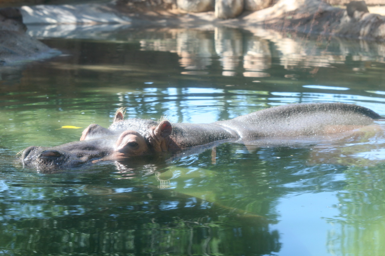 two hippos are swimming in the water together