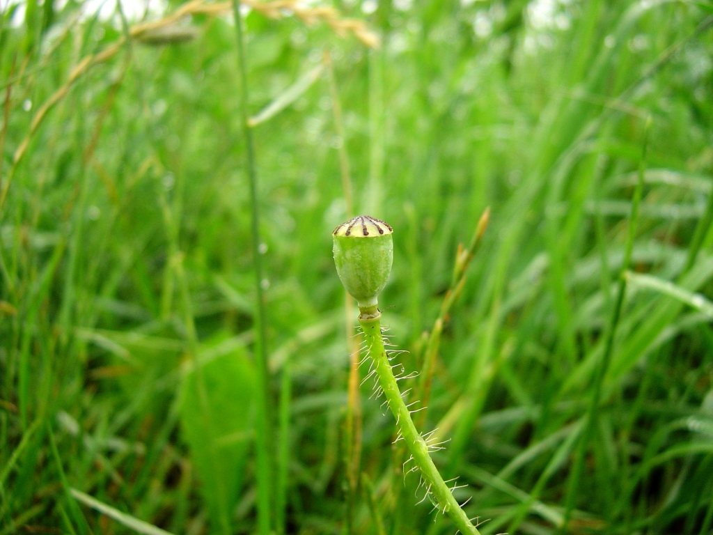 a long green stalk with leaves next to the grass