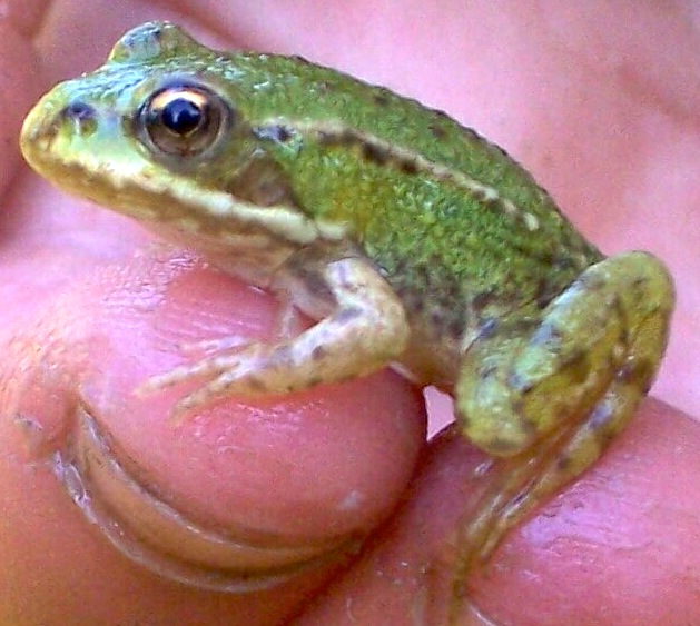 a green frog sitting on top of a persons hand