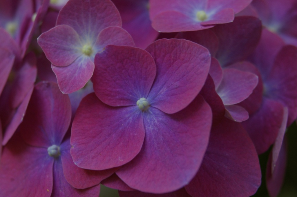 the flowers are purple and white on the petals