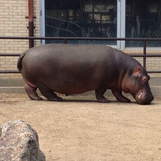 a hippo walking on some dirt near a fence
