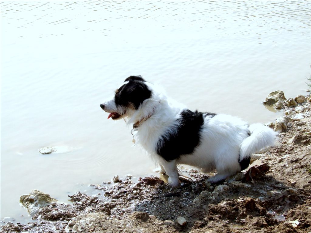 a small dog stands in the shallow water