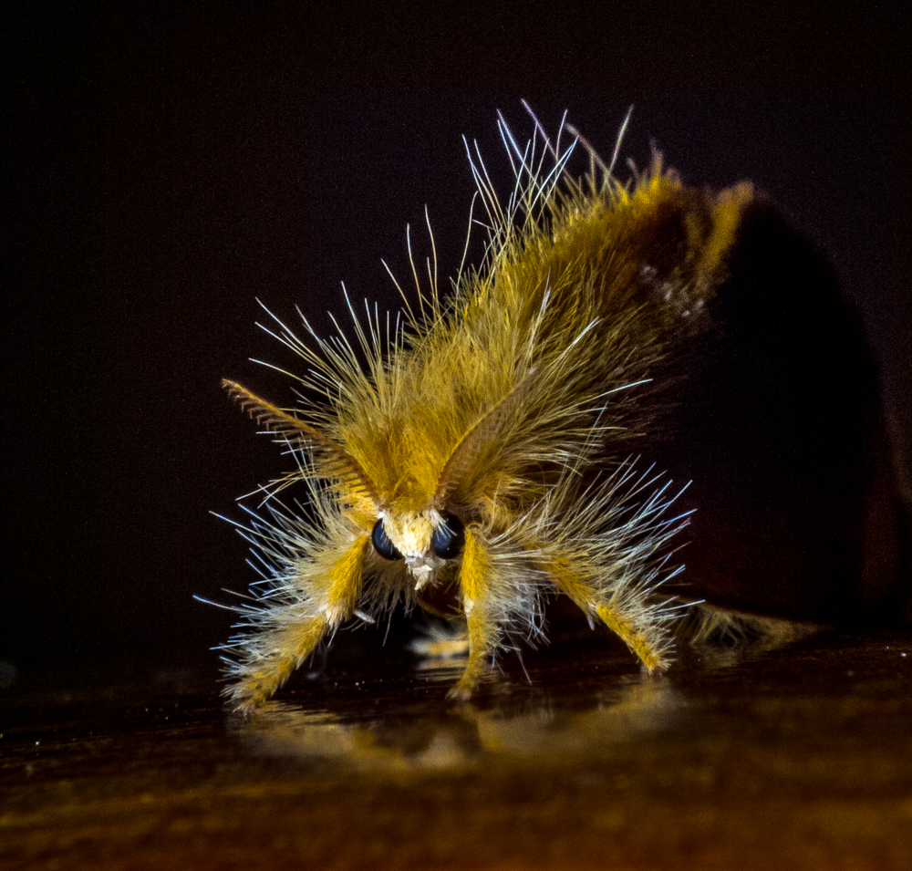 close up of a very small yellow and white object