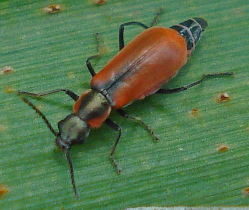 the brown insect is sitting on the green leaf