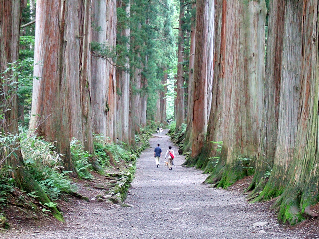 two people are walking down a dirt path between two giant trees