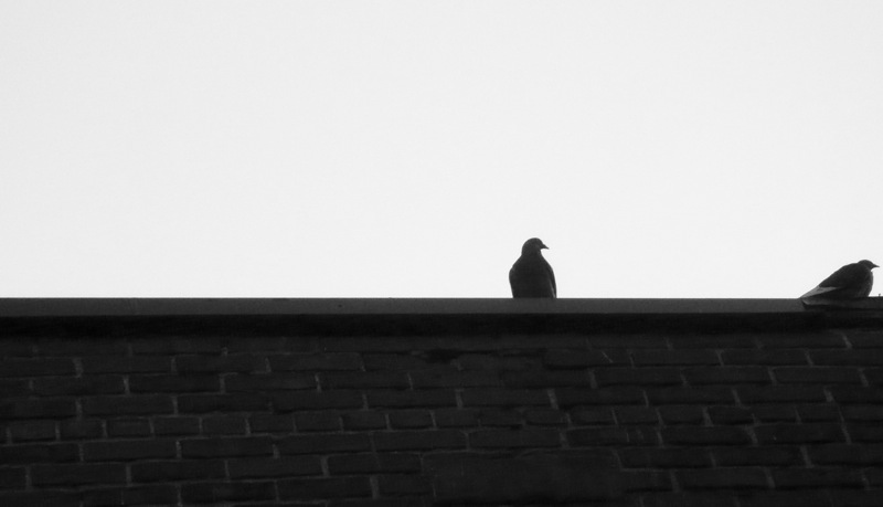 two pigeons sit on the roof of a brick building