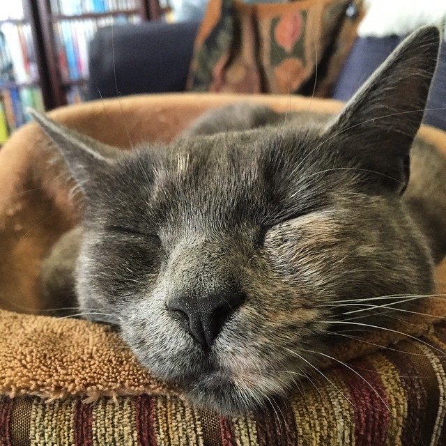 a grey cat laying in a brown basket