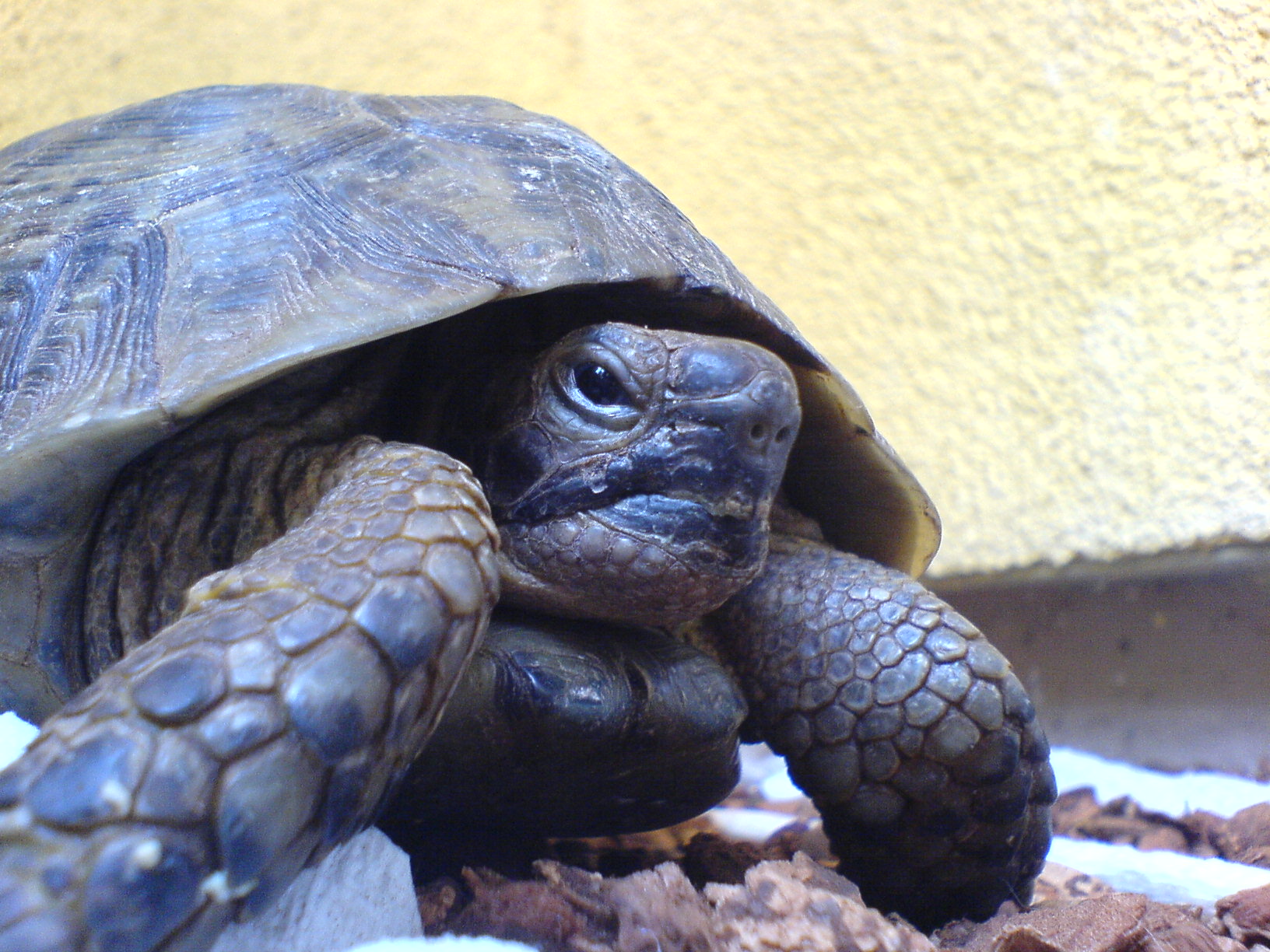 two small turtles are sitting together by the wall