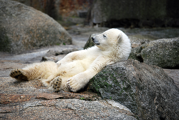 a large white polar bear laying on top of a large boulder