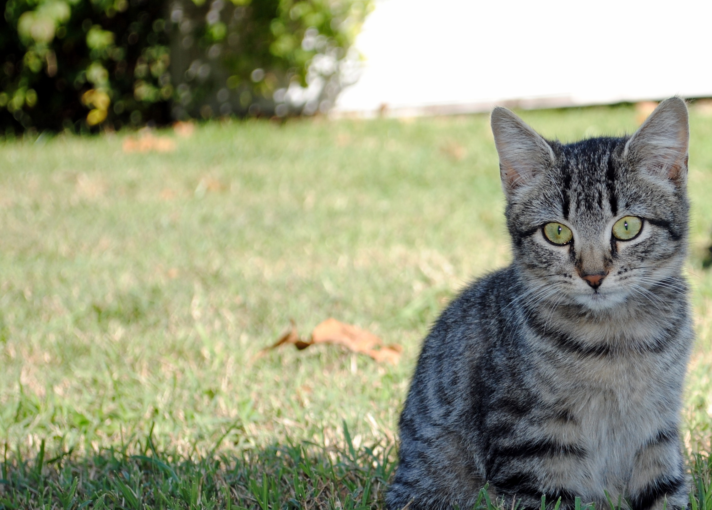 a cat in the grass looking at soing