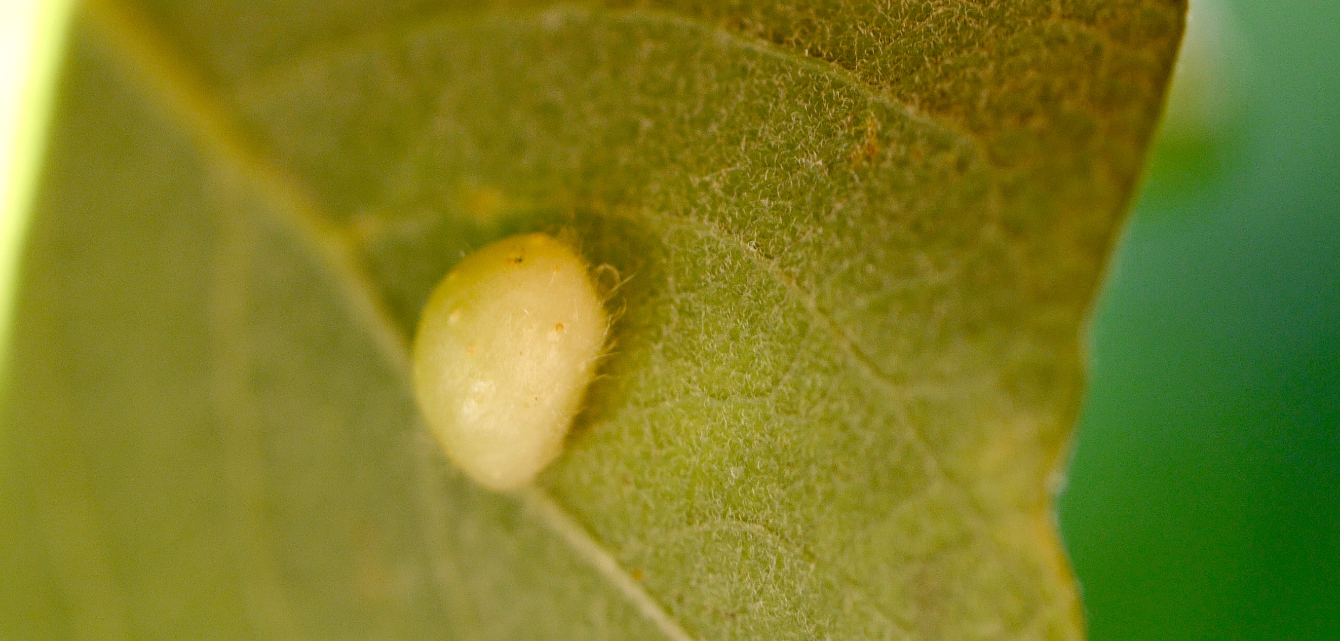 the plant leaf is almost covered by a single round white substance