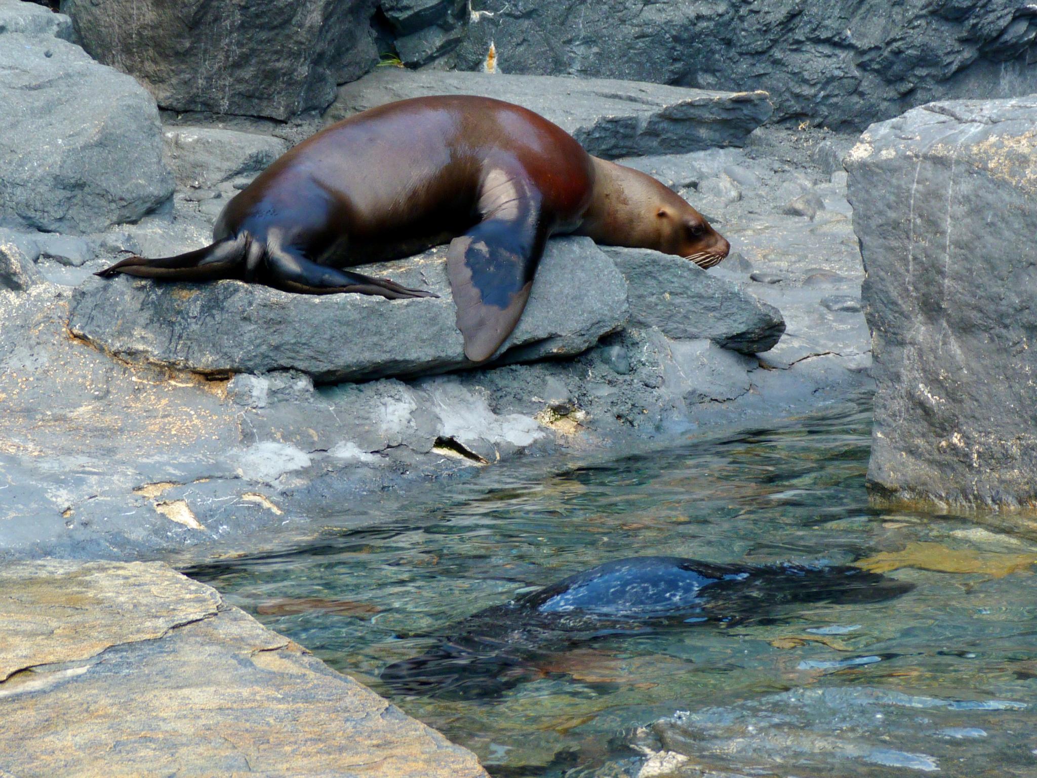 a seal is sitting on a rock near a pool of water