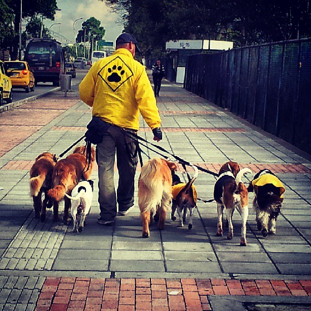 a man is walking his dogs on a sidewalk