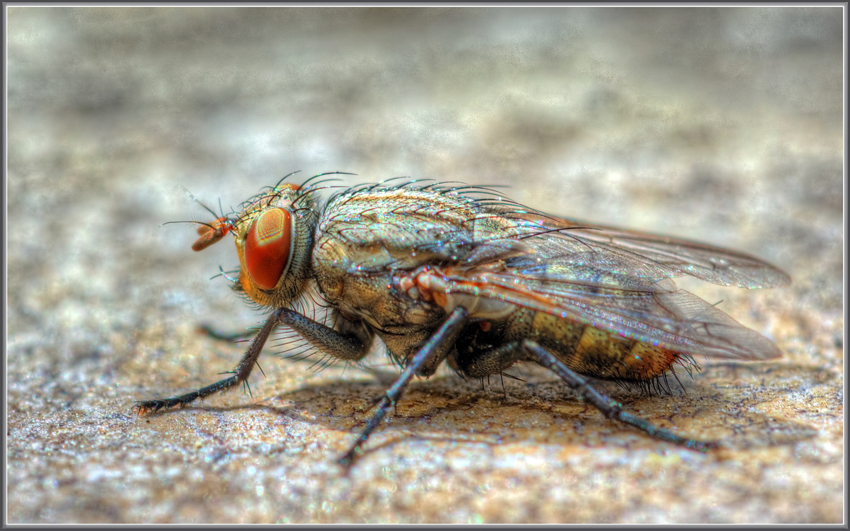 a fly with brown, blue and orange colors sitting on the ground