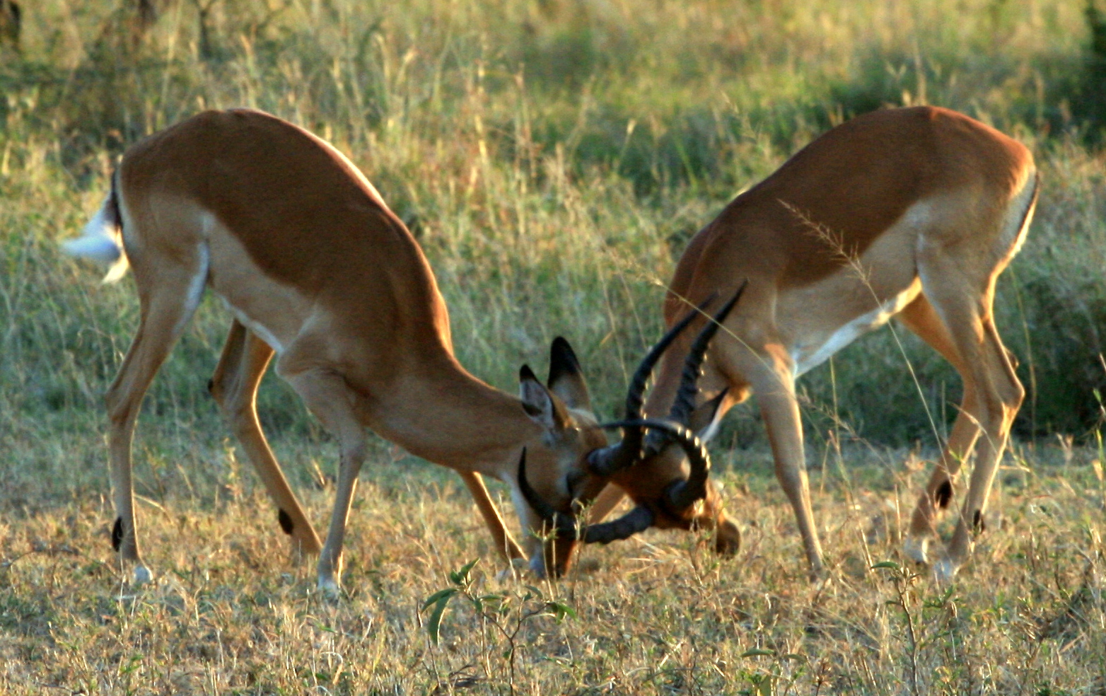 two antelope are grazing in the tall grass