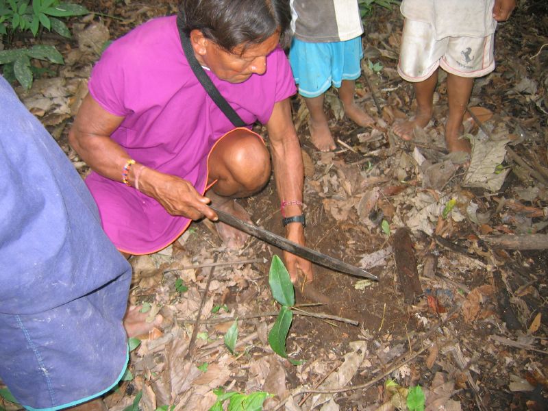 people observing leaves in the forest with a woman  them