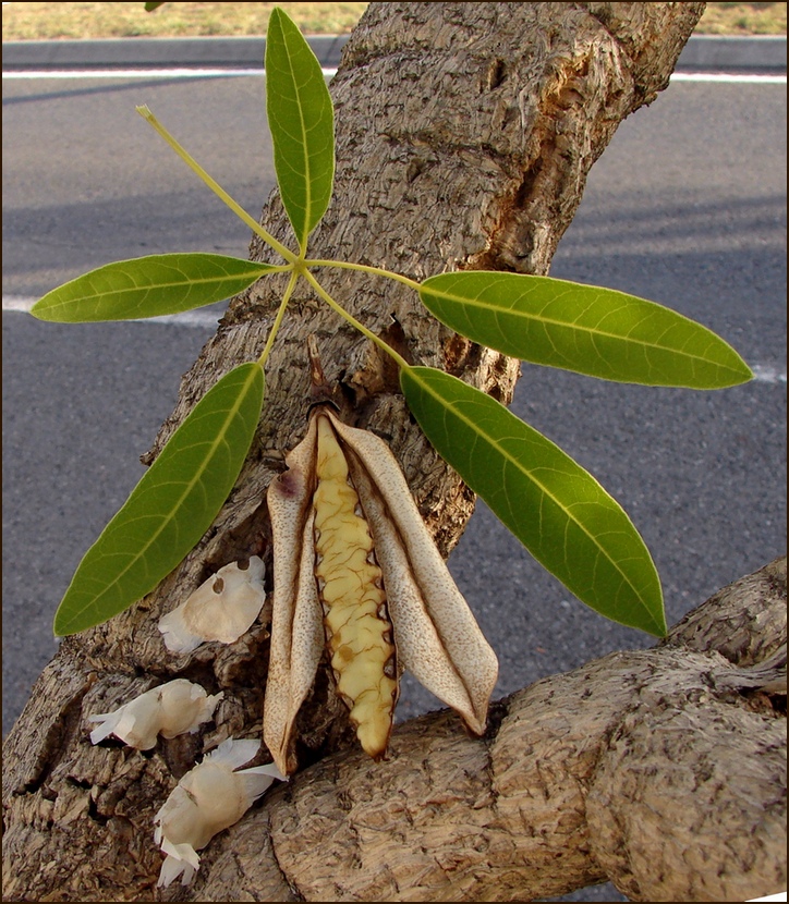 leaves are shown on a tree nch