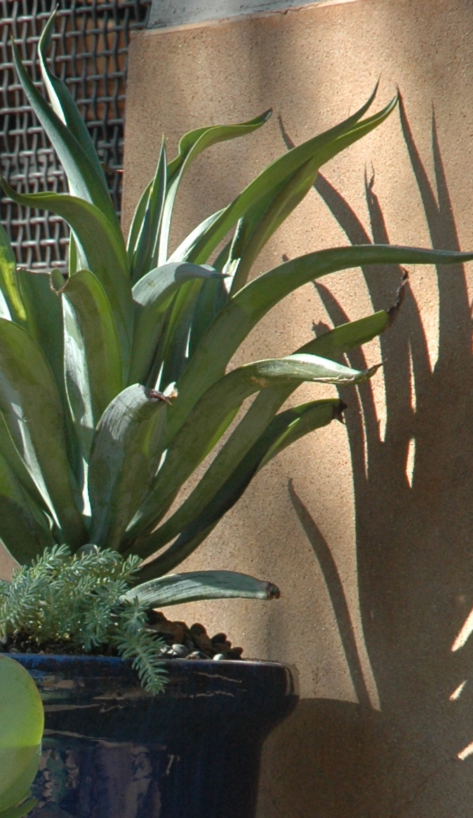 a plant that is growing in a pot