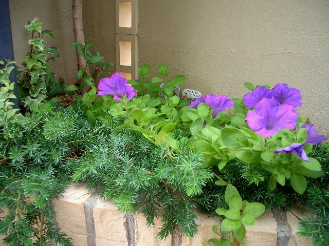 purple flowers are in the middle of the garden