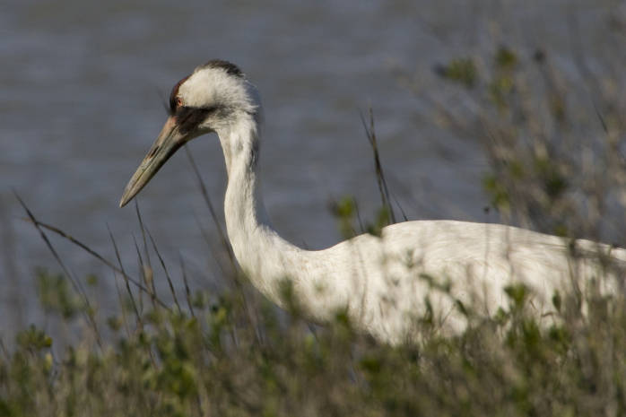a large white bird standing near a body of water