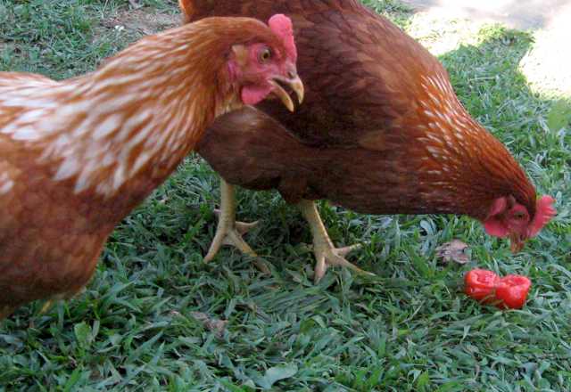 two chickens peck on some small red balls