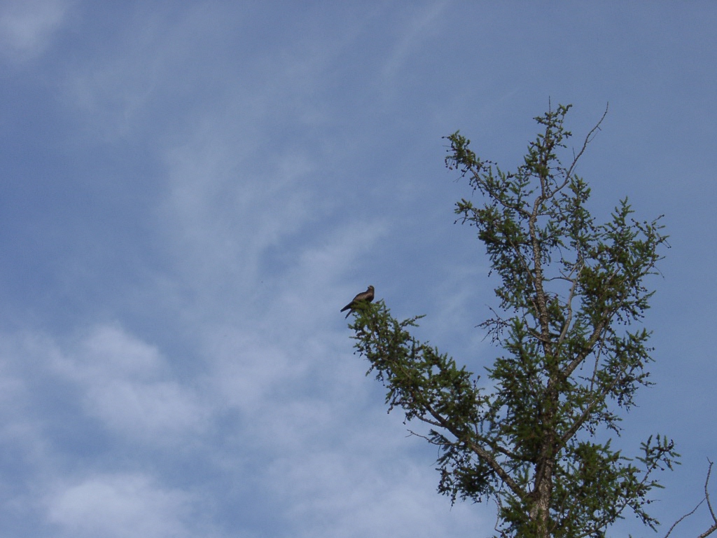 a bird sitting in the middle of a leafy tree