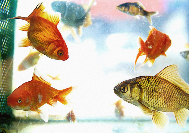 several gold fish swimming through a blue tank