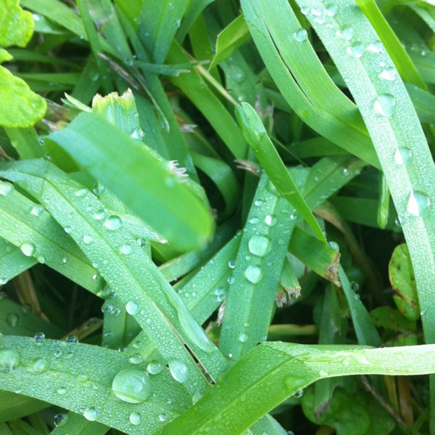 some green leaves and some dewdrops on them