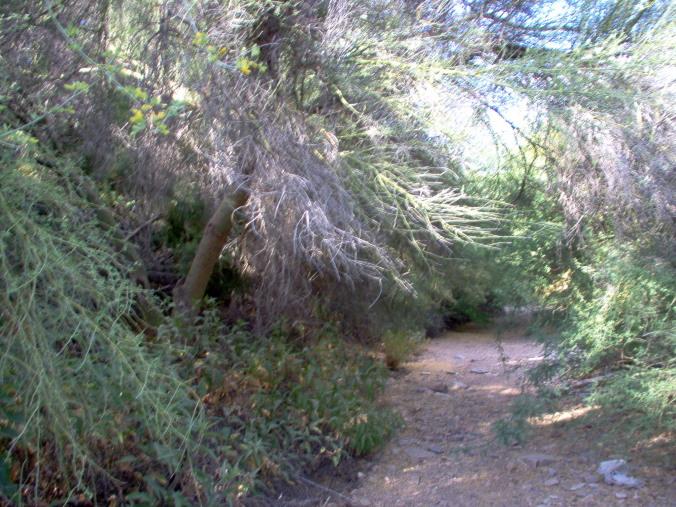 the path through some trees leads to a dirt path